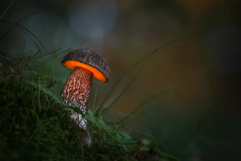 Pilzmärchen Pilzmärchen